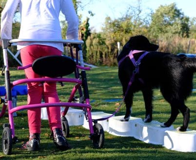 Les chiens d’aide à la personne